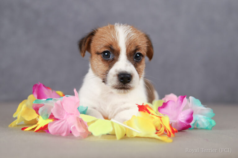 jack russell terrier