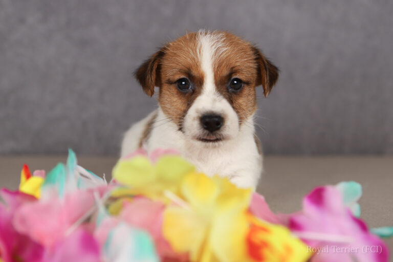 jack russell terrier