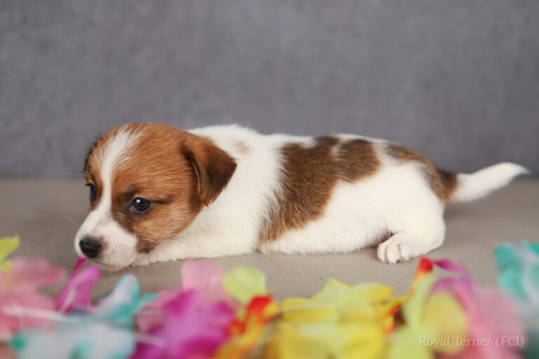 jack russell terrier
