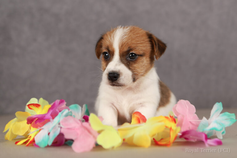 jack russell terrier