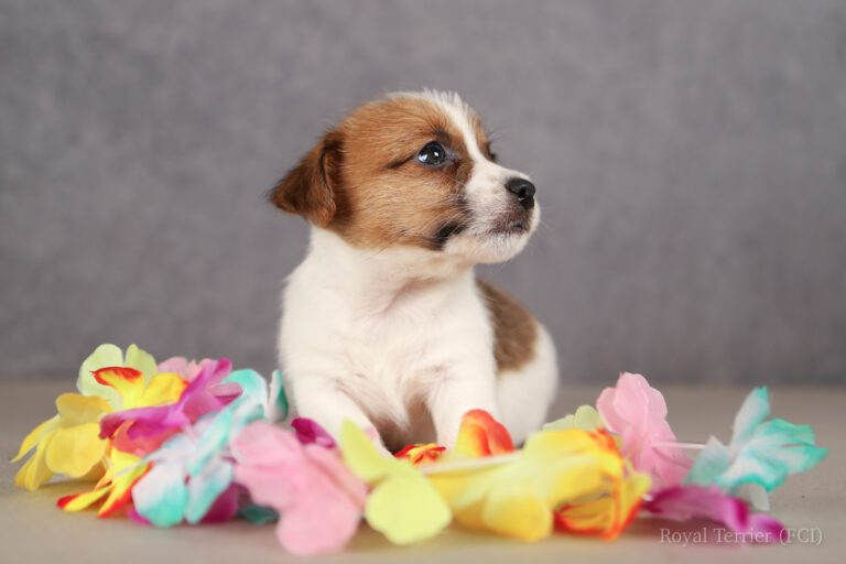 jack russell terrier