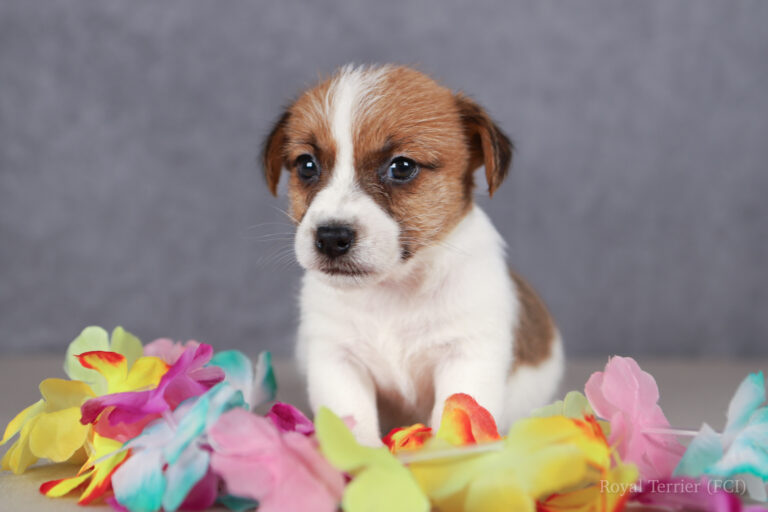 jack russell terrier