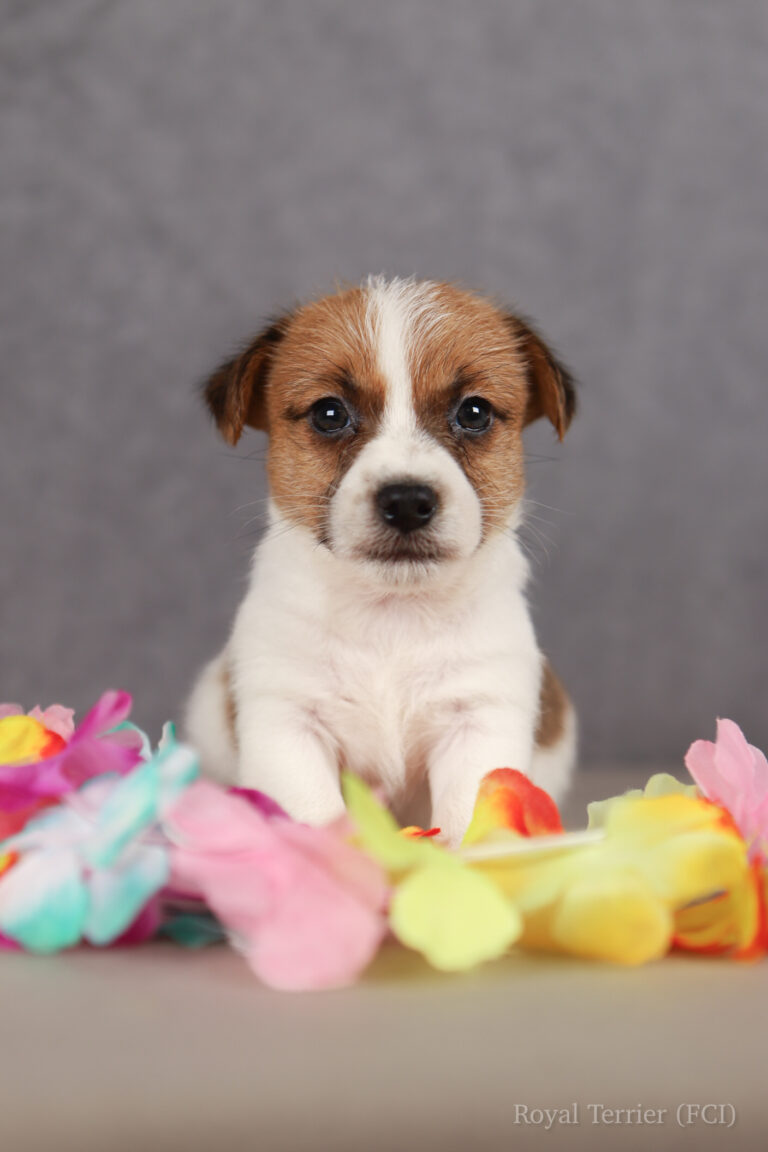 jack russell terrier