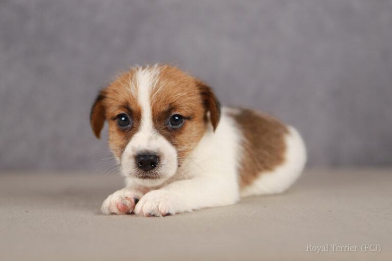 jack russell terrier