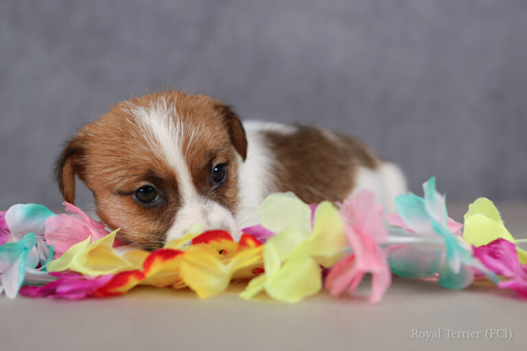 jack russell terrier