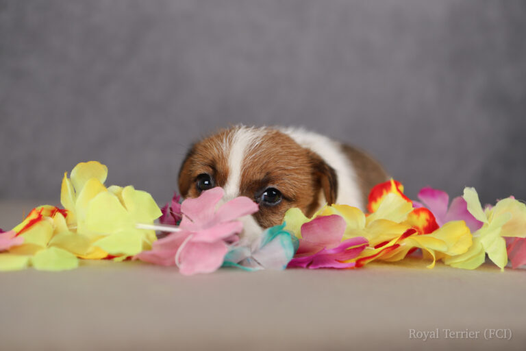 jack russell terrier