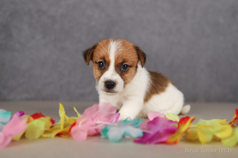 jack russell terrier