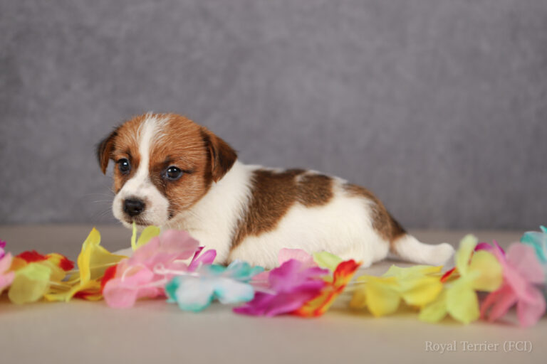 jack russell terrier