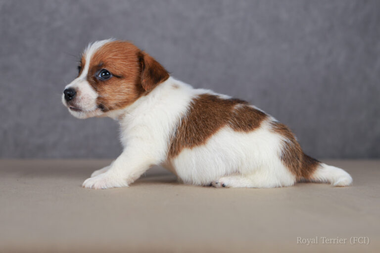 jack russell terrier