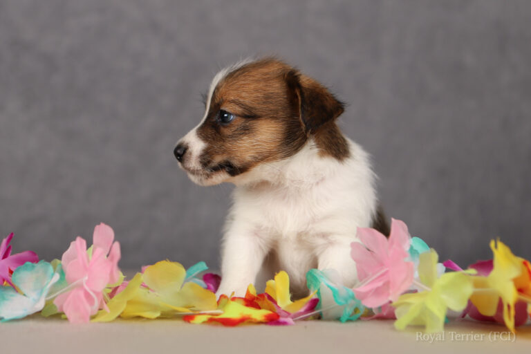 jack russell terrier