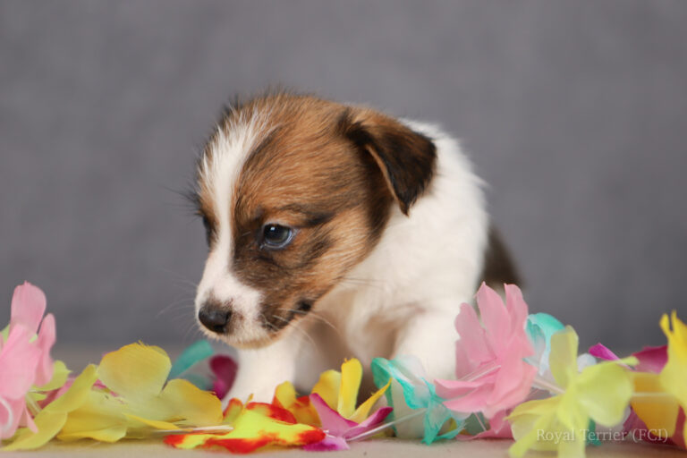 jack russell terrier