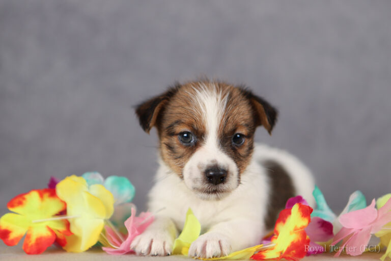 jack russell terrier