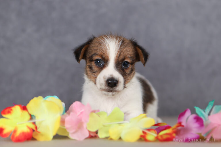 jack russell terrier