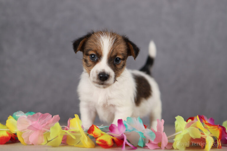 jack russell terrier