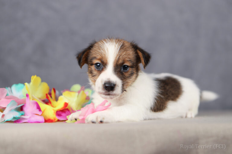 jack russell terrier