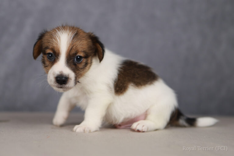 jack russell terrier