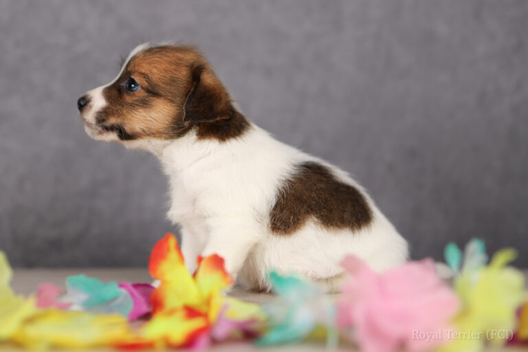 jack russell terrier