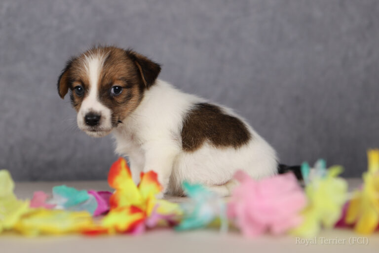 jack russell terrier