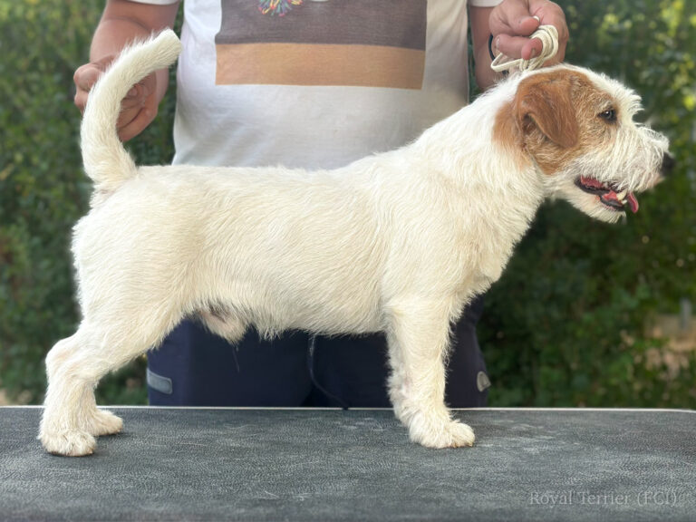 reproduktor jack russell terrier