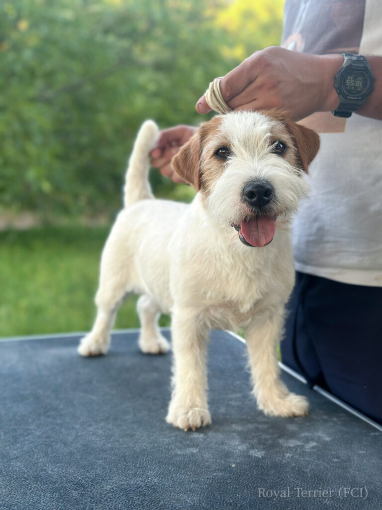 reproduktor jack russell terrier
