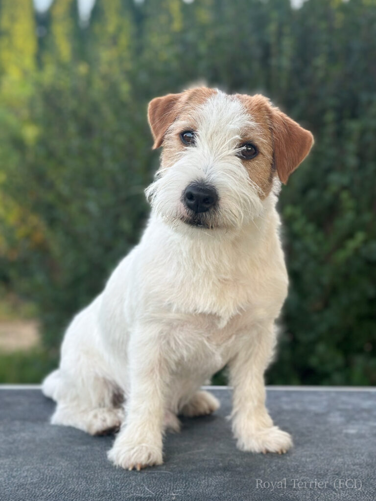 jack russell terrier
