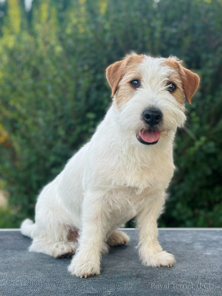 reproduktor jack russell terrier