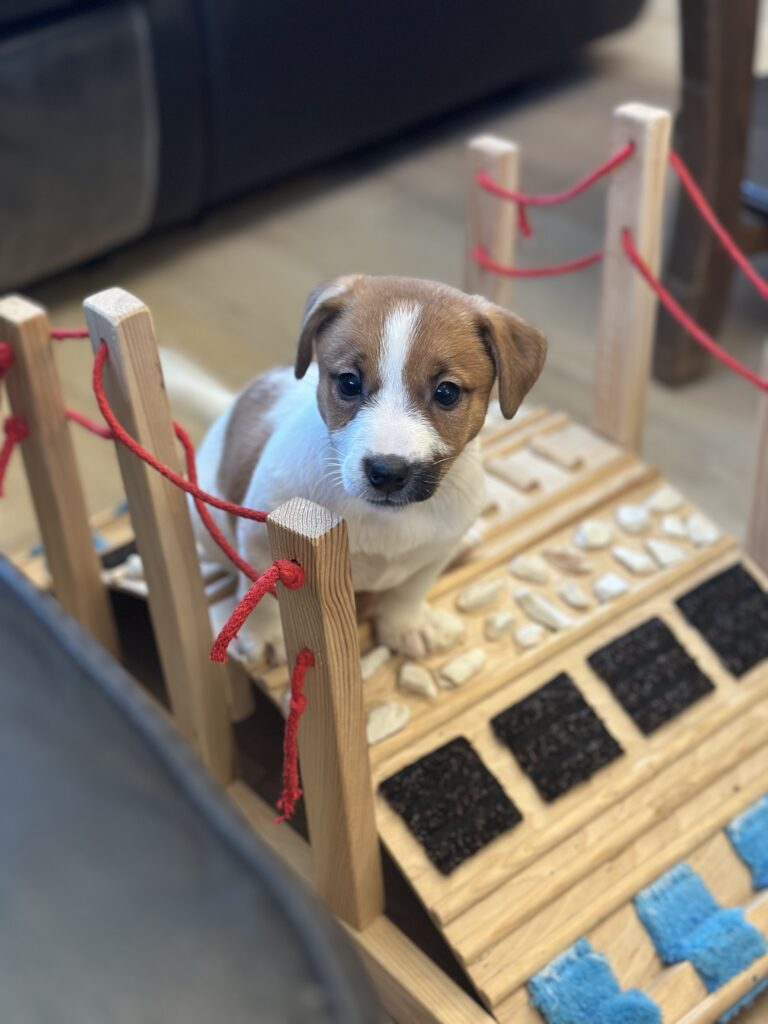 jack russell terrier