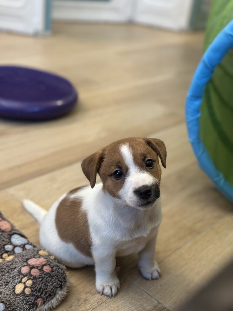 jack russell terrier