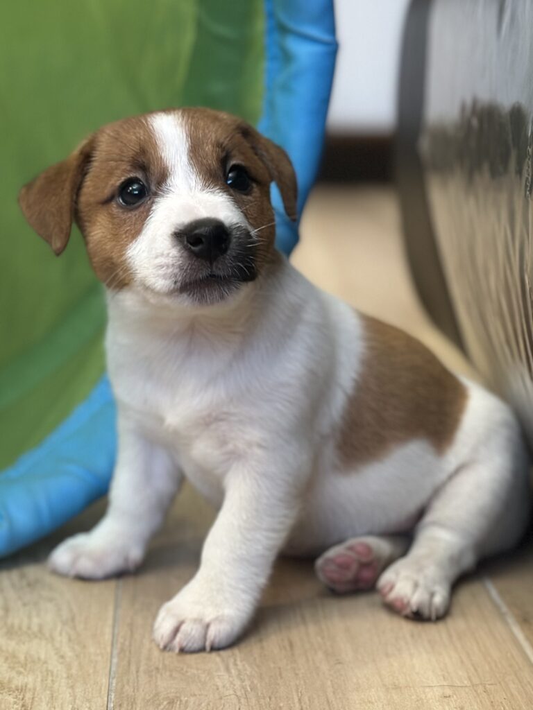 jack russell terrier