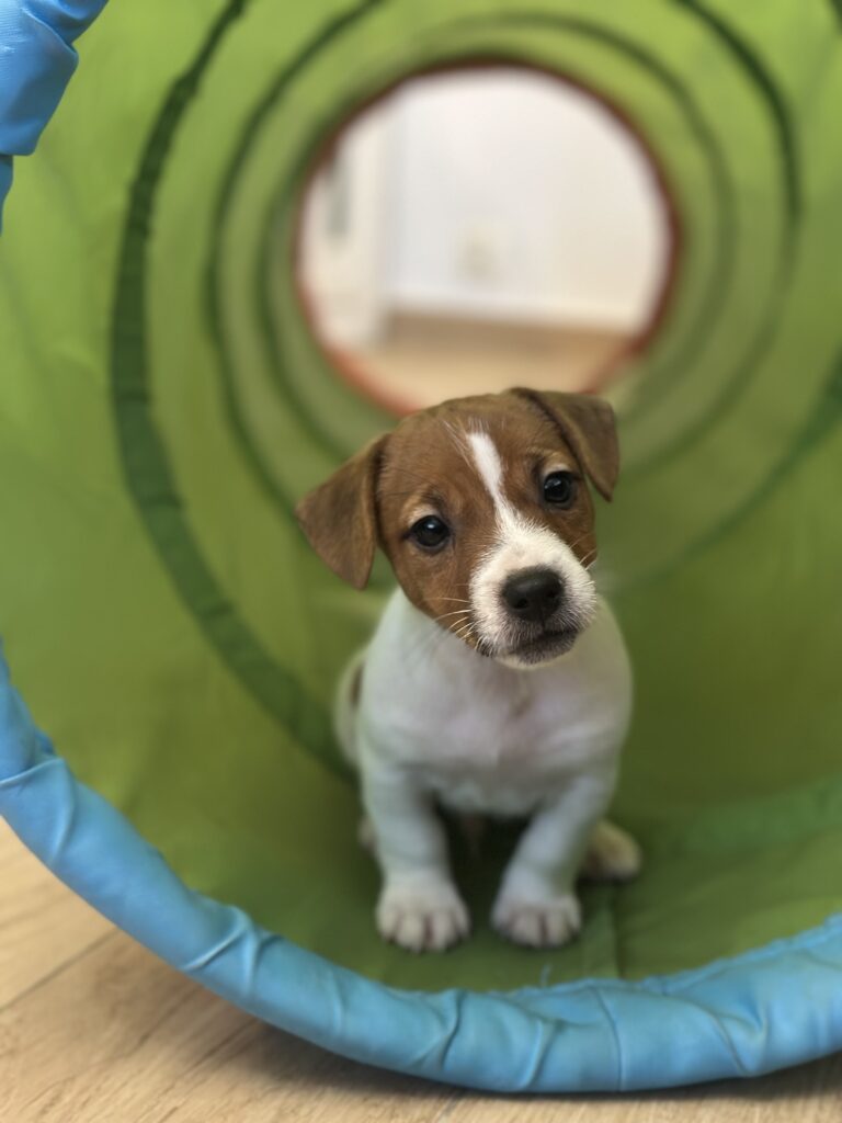 jack russell terrier
