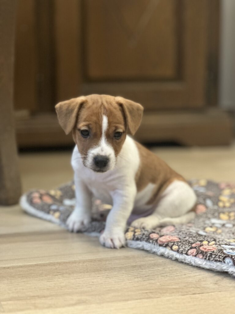 jack russell terrier