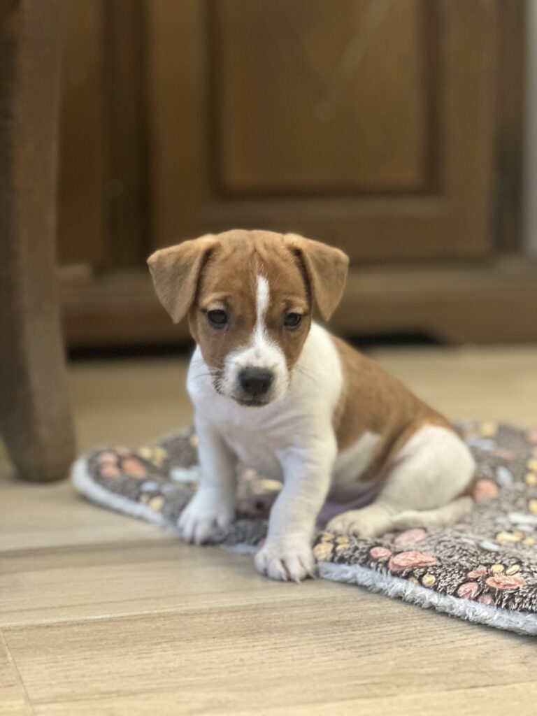 jack russell terrier