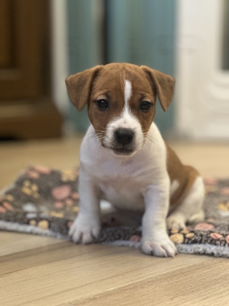 jack russell terrier