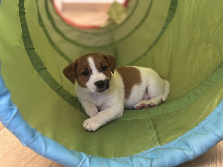 jack russell terrier