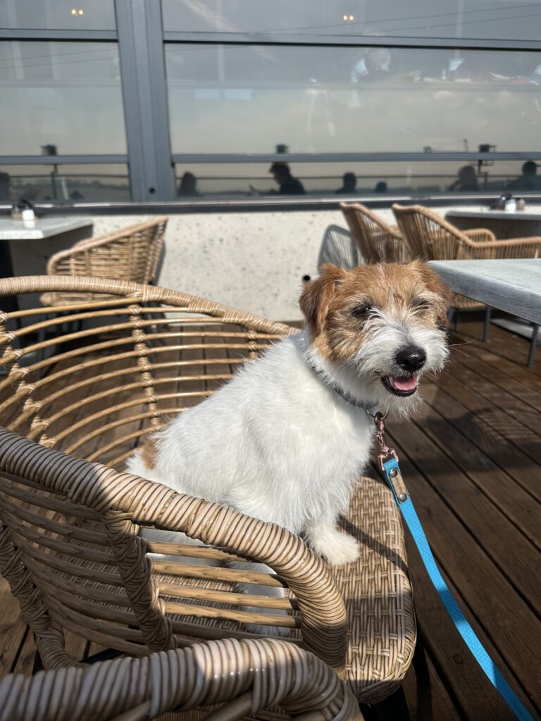 Jack russell terrier