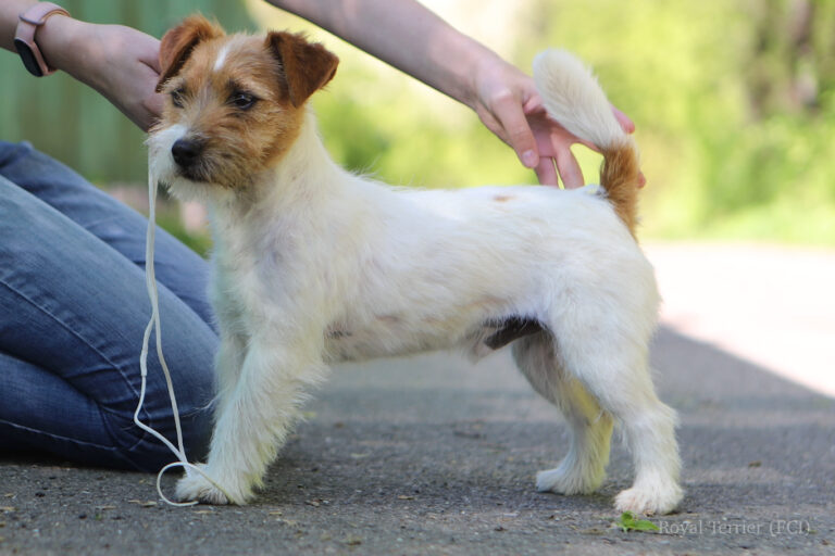 reproduktor jack russell terrier