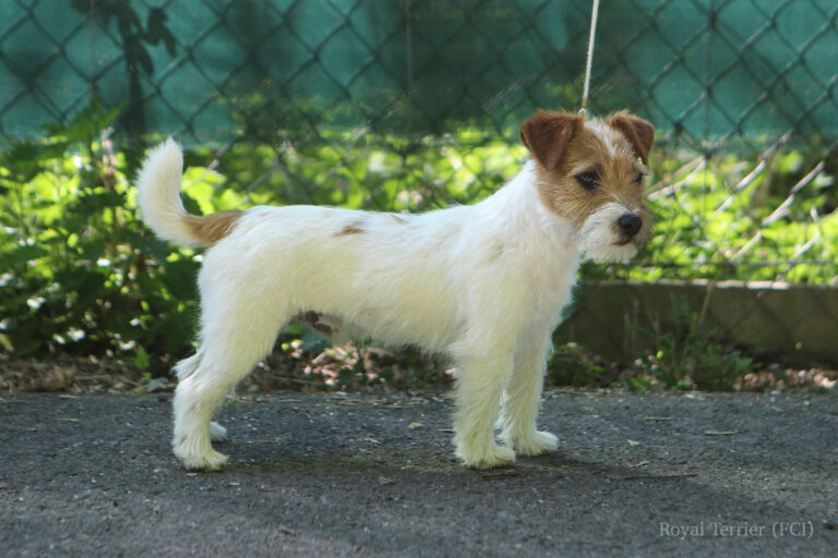 reproduktor jack russell terrier