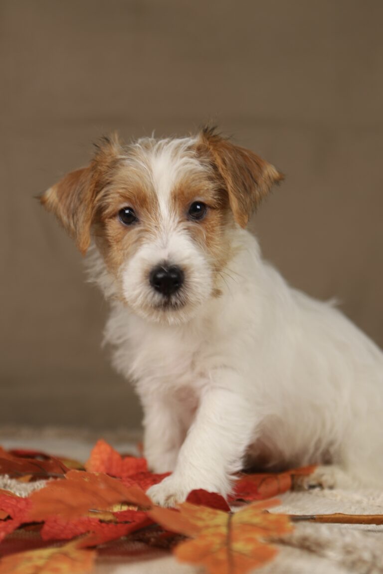 jack russell terrier