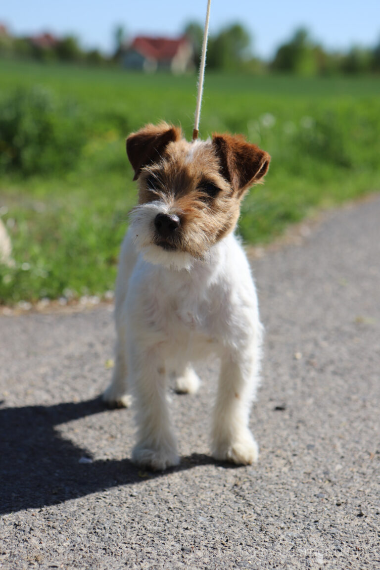 reproduktor jack russell terrier