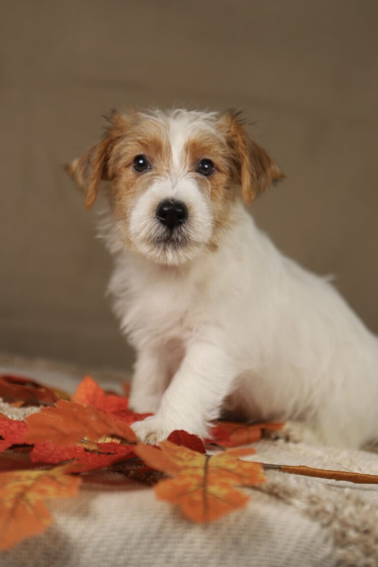 jack russell terrier