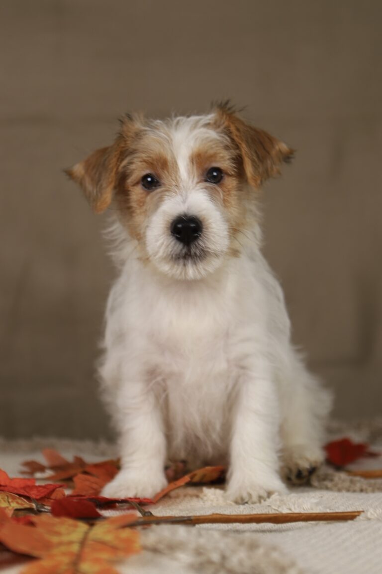 jack russell terrier
