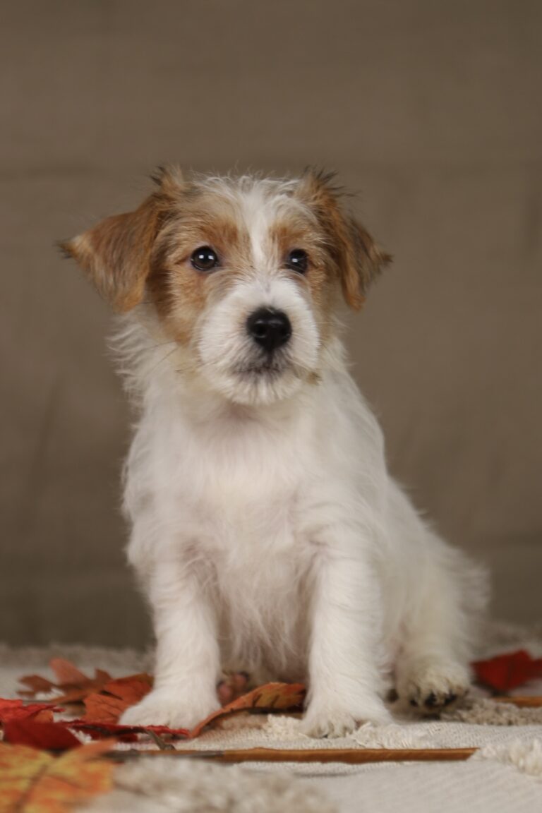 jack russell terrier