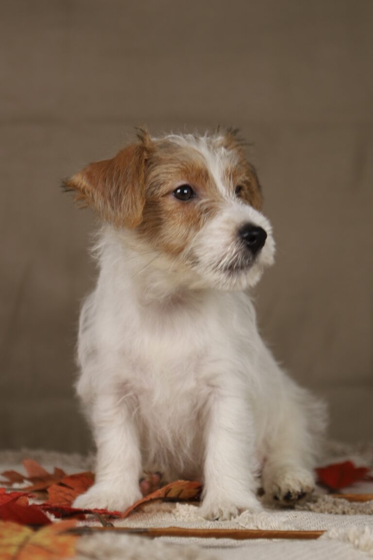 jack russell terrier