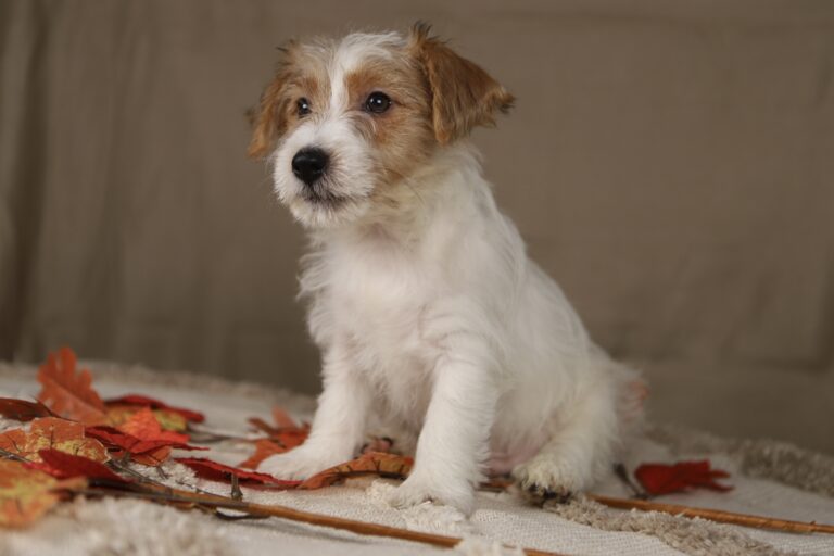 jack russell terrier