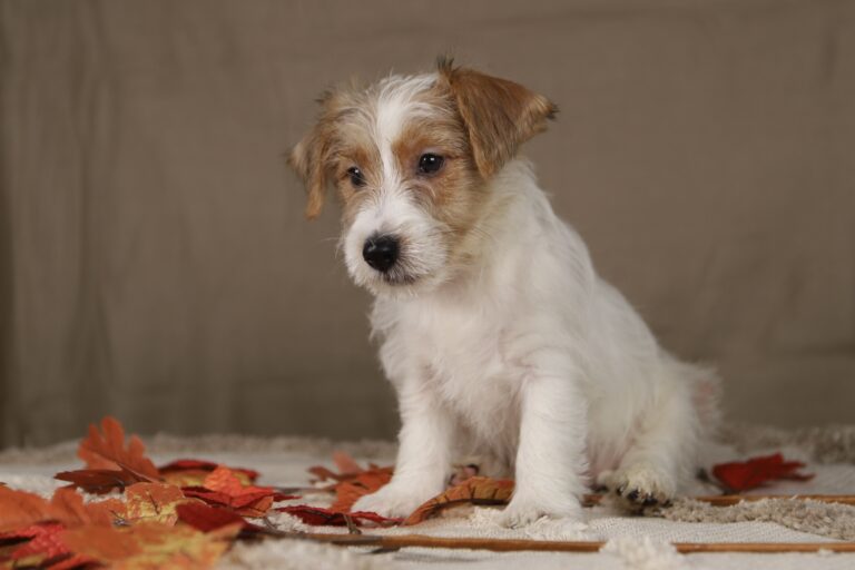jack russell terrier