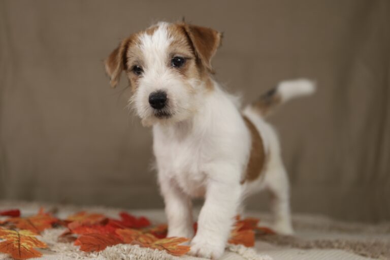 jack russell terrier