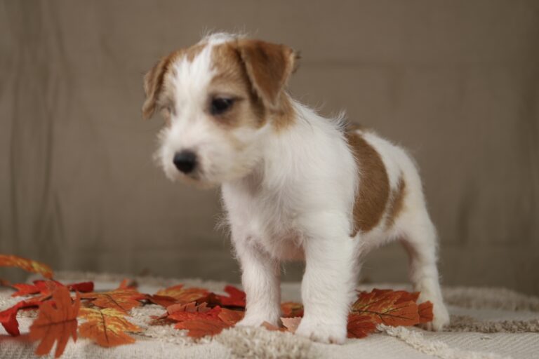 jack russell terrier