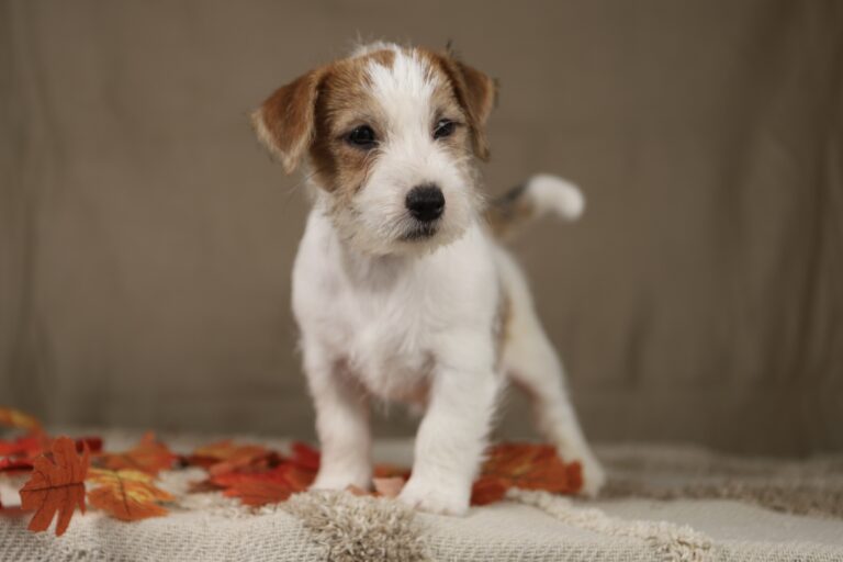 jack russell terrier