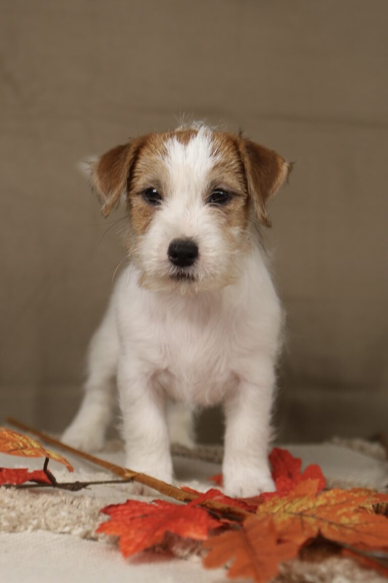 jack russell terrier