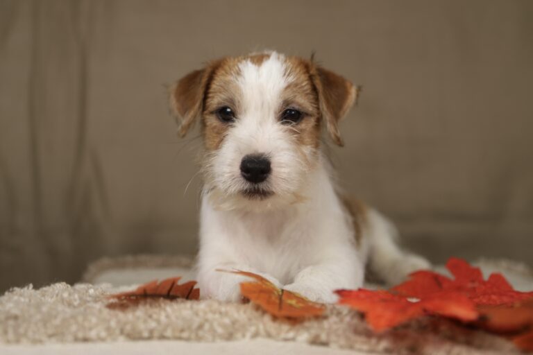 jack russell terrier
